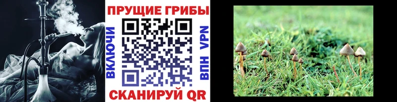 omg рабочий сайт  Обь  Галлюциногенные грибы Psilocybine cubensis 